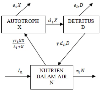 Gambar 1 Model tiga komponen dari kolam nutrisi abiotik, autotrof, dan detritus. 