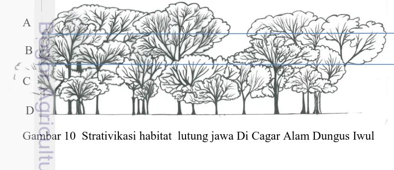Gambar 10  Strativikasi habitat  lutung jawa Di Cagar Alam Dungus Iwul 