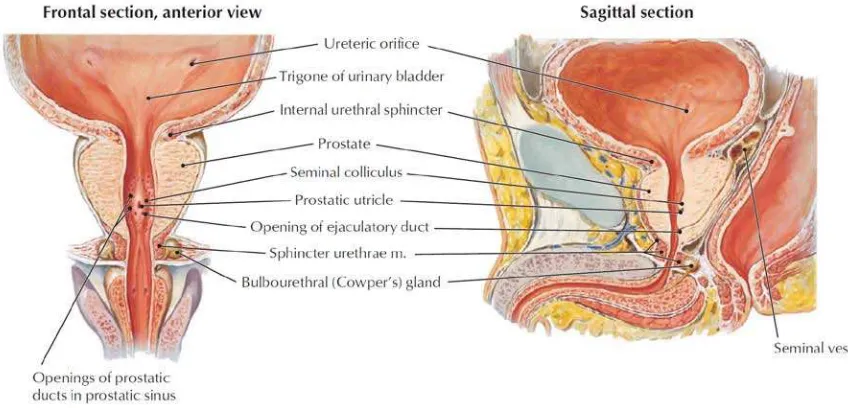 Gambar 2.1. Anatomi Prostat 