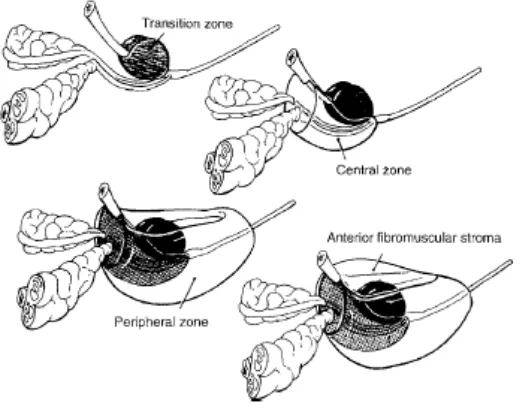 Gambar 2.2. Zona-zona Prostat( Nickel J et al.,1999 ) 