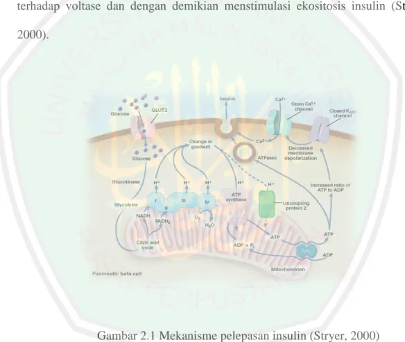 Gambar 2.1 Mekanisme pelepasan insulin (Stryer, 2000) 