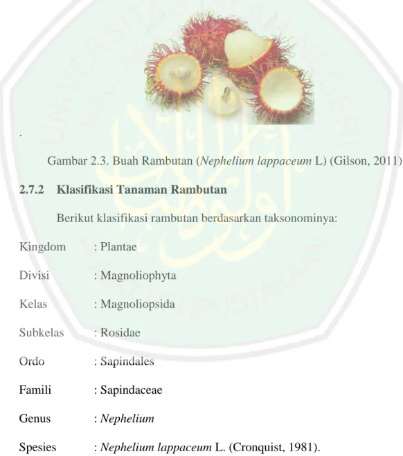 Gambar 2.3. Buah Rambutan (Nephelium lappaceum L) (Gilson, 2011)  2.7.2  Klasifikasi Tanaman Rambutan 