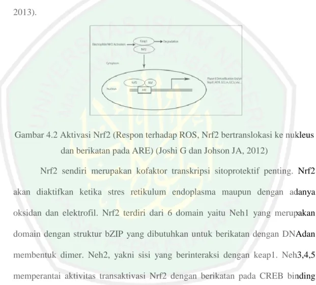 Gambar 4.2 Aktivasi Nrf2 (Respon terhadap ROS, Nrf2 bertranslokasi ke nukleus  dan berikatan pada ARE) (Joshi G dan Johson JA, 2012) 