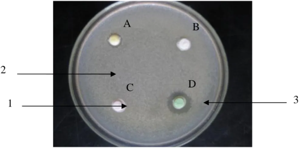Gambar 4.4. Zona hambat fenol terhadap akuades pada pertumbuhan E.coli pada konsentrasi 50%.