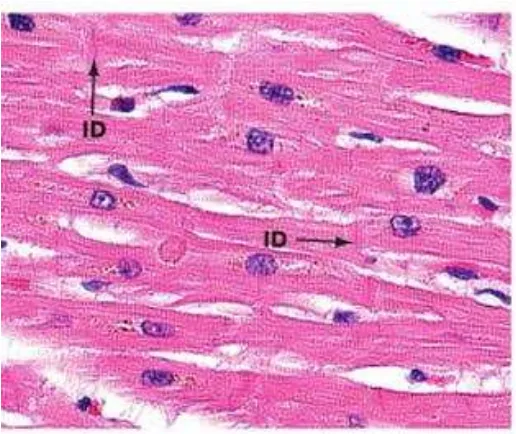 Gambar 6. Lapisan Jantung Endokardium (Young et al., 2014). 