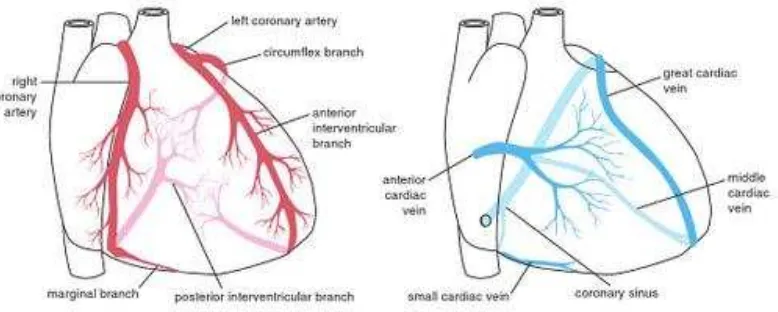 Gambar 8 Vaskularisasi pada jantung (Snell, 2012). 