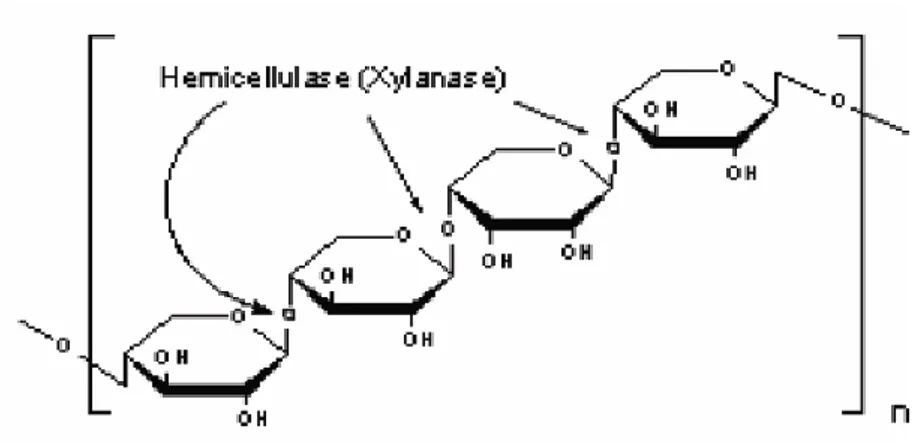 Gambar 3. Struktur Hemiselulosa 
