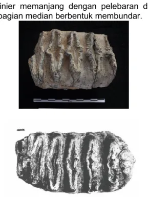 Gambar 9. Molar Elephas (Archidiskodon)   planifrons dari Semedo (atas) dan Karangjati (bawah)  