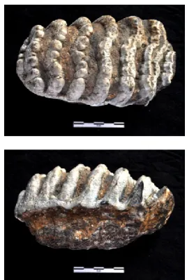 Gambar 4. M3 Stegodon trigonocephalus dari  Semedo, sisi Occlusal (atas), Lateral (bawah) 