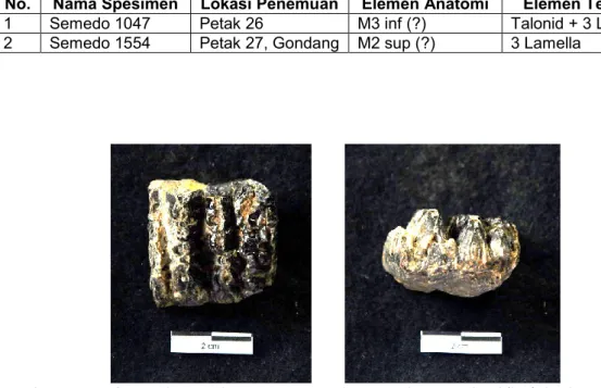 Gambar 6. M3 inf Stegodo semedoensis nov. spec. dari Semedo sisi Occlusal (kiri) dan lateral (kanan)