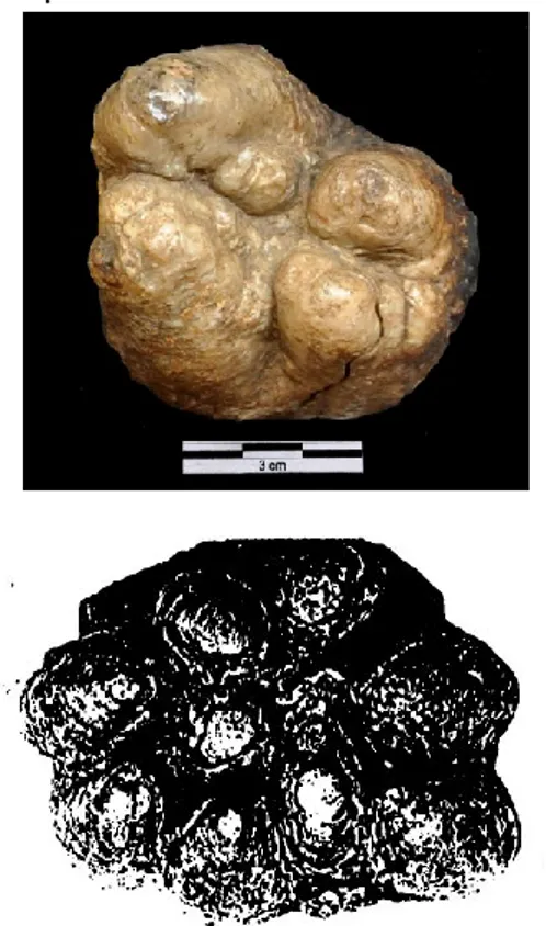 Gambar 7. Molar cadangan (supernumerary)  Stegodon trigonocephalus dari Semedo 