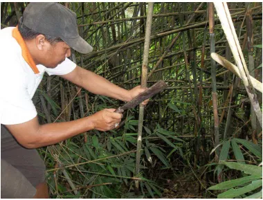 Gambar 13: Proses Pengambilan Bambu Dari Rumpunnya 