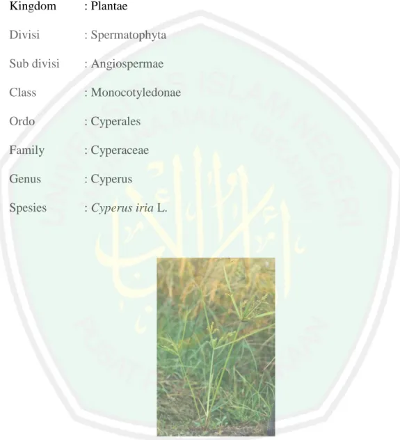 Gambar 2.11 Gulma Cyperus iria L. (sumber: Lestari, 2015)  2.5.2.1 Deskripsi Umum Cyperus iria L