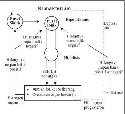 Gambar 2. Hubungan hipothalamus-hipofisis dan ovarium pada masa 
