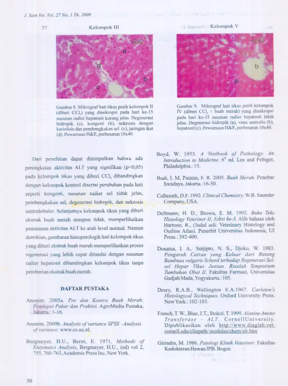 Gambar 9. Mikrograf hati tikus putih kelompokIV (diberi CCI. + buah merah) yang dinekropsi