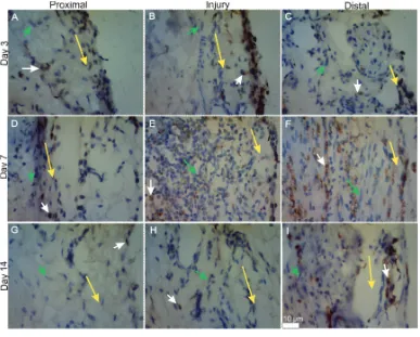 FIGURE 1.  ED1 immunohistochemical by day termination groups on each segment of sciatic nerve area