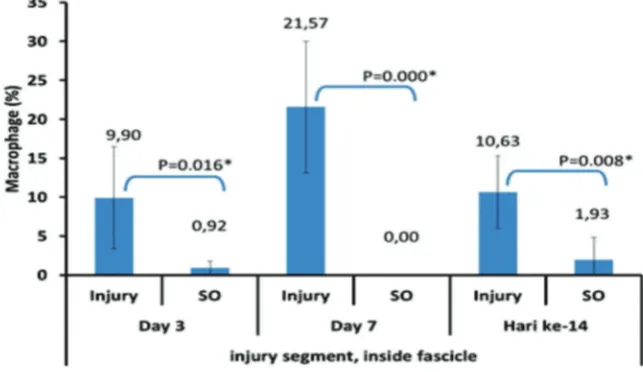 FIGURE 4.  Average percentage of the macrophages number in the injury segment inside the sciatic nerve fascicles by the termination day