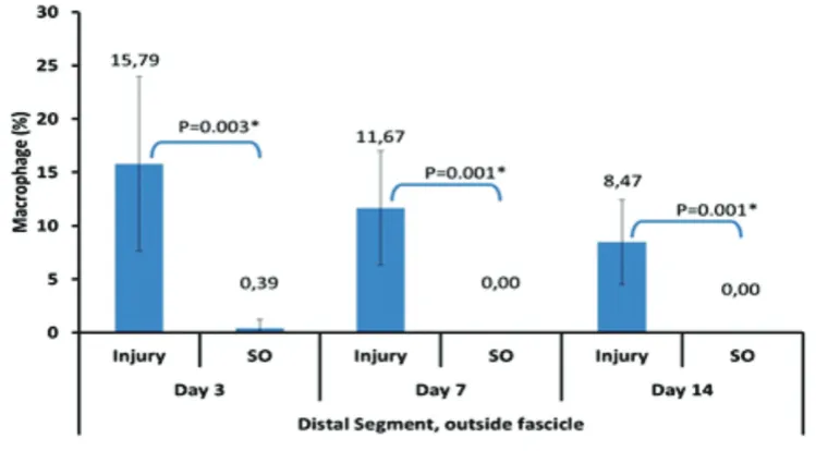 FIGURE 6.  Average percentage of the macrophages number in the distal segments inside sciatic nerve fascicles based on the termination day