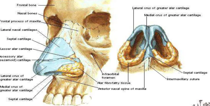 Gambar 2.1. Anatomi hidung Luar 