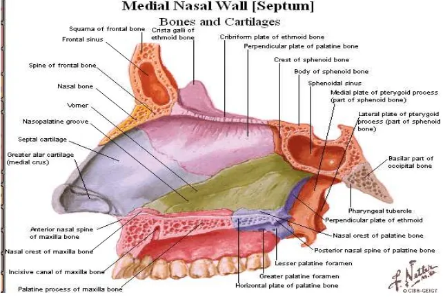 Gambar 2.2. Anatomi Hidung Dalam 