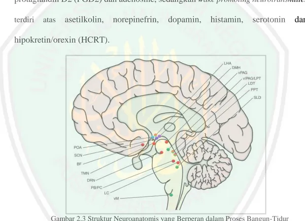 Gambar 2.3 Struktur Neuroanatomis yang Berperan dalam Proses Bangun-Tidur    Sumber: The Stanford Center for Sleep Sciences and Medicine, 2017