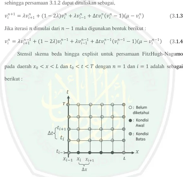 Gambar 3.1.1 Jaringan titik hitung skema beda hingga explisit untuk persamaan FitzHugh- FitzHugh-Nagumo 