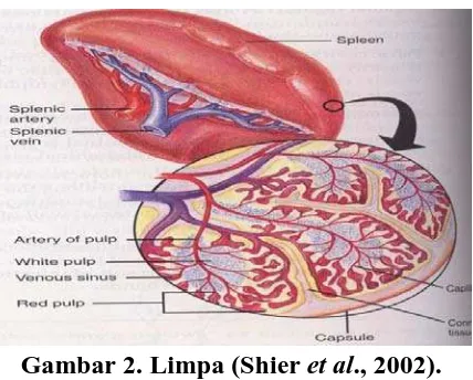 Gambar 2. Limpa (Shier et al., 2002). 