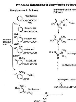 Fig. 1. Proposed pathway for capsaicinoid biosynthesis. The enzymes indicated on the pathway are: phenylalanine ammonia lyase(PAL), cinnamic acid 4-hydroxylase (Ca4H), coumaric acid 3-hydroxylase (Ca3H), caffeic acid O-methyltransferase (COMT), andcapsaicinoid synthetase (CS).