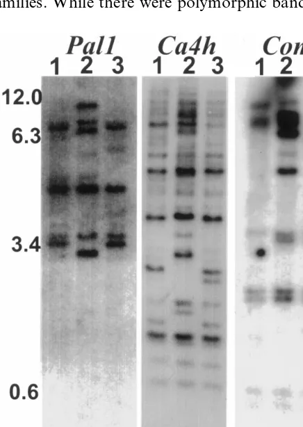 Fig. 3. Transcript accumulations of Palor mature orange (o) fruit or from placental tissue fromimmature green haban˜ero (hab), NuMex 6-4 (6-4) or NuMexConquistador (conq) fruit were electrophoresed, blotted, andprobed with the haban˜ero cDNA clones forplac