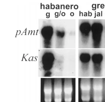 Fig. 5. Transcript accumulations of pAmt and Kasplacental tissues. Total RNA (15the ribosomal RNA is shown in the bottom panel for load in chile �g) from haban˜ero placentaltissue from immature green (g), green/orange (g/o) or matureorange (o) fruit or fro