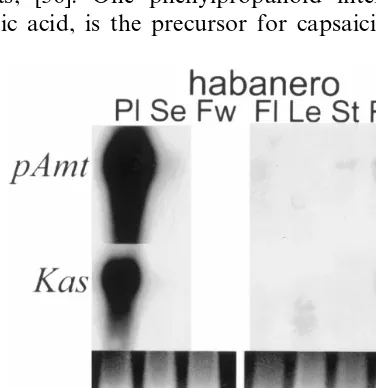 Fig. 6. Transcript accumulations of pAmt and Kasplacenta from immature green fruit (Pl), seed from immaturegreen fruit (Se) fruit wall from immature green fruit (FW),ﬂowers (Fl), leaves (Le), stems (St) and roots (Ro) wereelectrophoresed, blotted, and prob