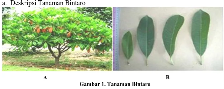 Gambar 1 merupakan tanaman bintaro yang mempunyai banyak manfaat. 