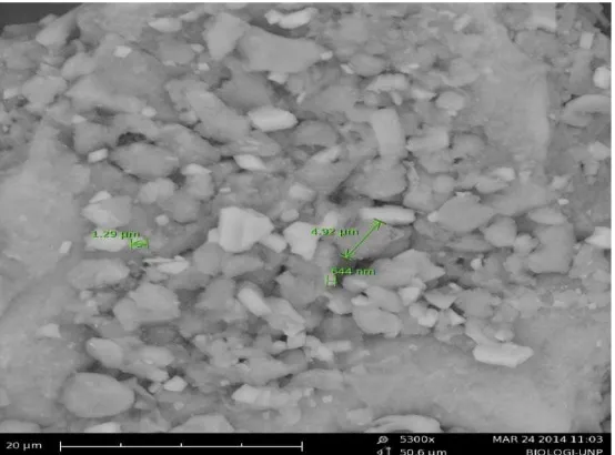 Gambar 1 Hasil SEM nanopartikel daun sirih merah 