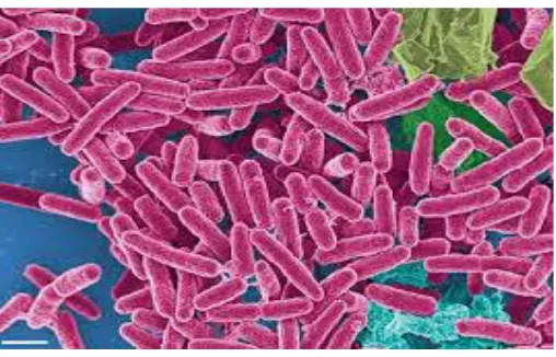 Gambar 2.5 Bakteri Pseudomonas aeruginosa 