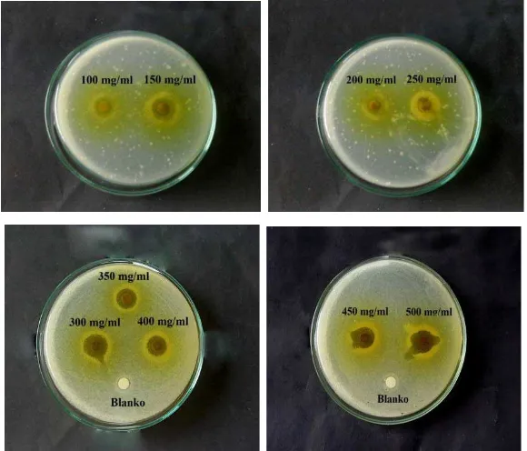 Gambar 4.2 Zona hambat bakteri Staphylococcus aureus untuk ekstrak metanol 