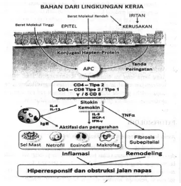 Gambar 2. Patogenesis asma kerja21
