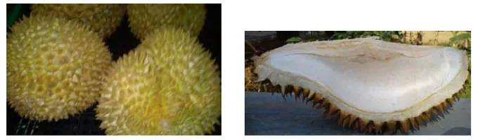 Gambar 1. Foto buah dan kulit durian (Durio zibethinus Murr) 