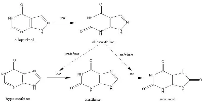 Gambar 3. Mekanisme penghambatan allopurinol terhadap enzim xantin oksidase pada 