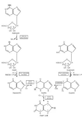 Gambar 1. Proses pembentukan asam urat dari nukleosida purin melalui basa purin   hipoxantin, xantin dan guanin (Rodwell, 1997) 