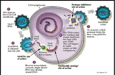 Gambar 2.1. Siklus hidup HIV 16 