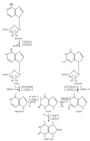 Gambar 1. Pembentukan Asam Urat dari Nukleosida Purin Melalui Basa Purin   Hipoksantin, Ksantin dan Guanin (Rodwell, 1997)