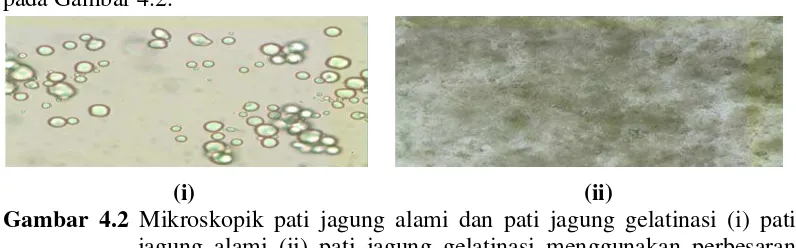 Gambar 4.2 Mikroskopik pati jagung alami dan pati jagung gelatinasi (i) pati jagung alami (ii) pati jagung gelatinasi menggunakan perbesaran 10x40 