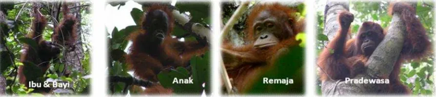 Gambar 1. Kelas umur orangutan (Foto: Tuanan Team).