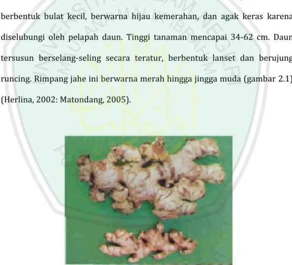 Gambar 2.1 Rimpang jahe merah (Zingiber officinale Rosc) (Matondang,  2005). 