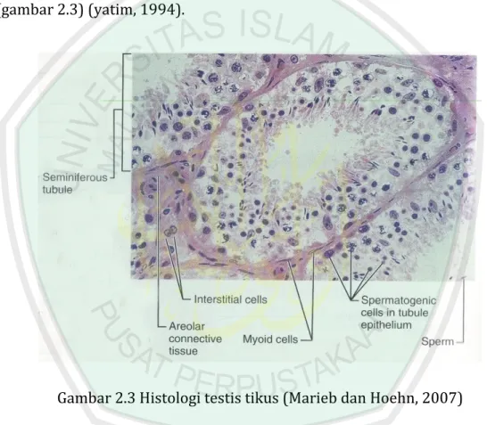 Gambar 2.3 Histologi testis tikus (Marieb dan Hoehn, 2007) 