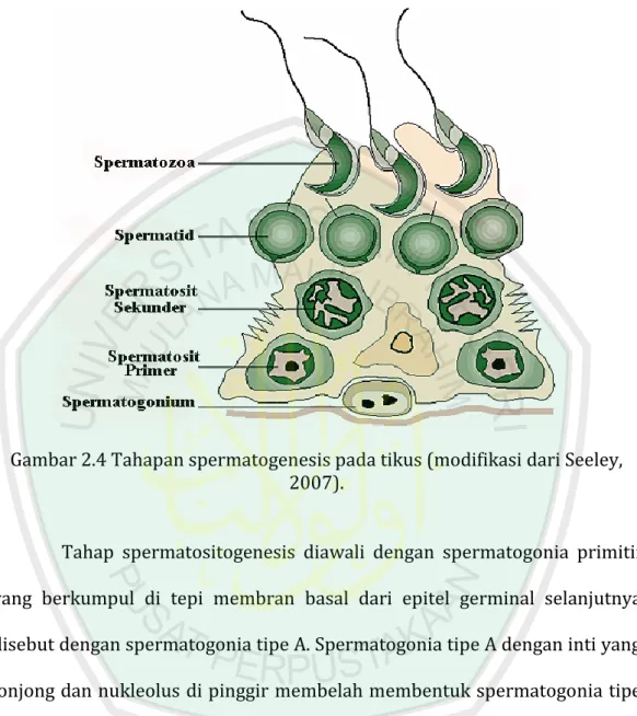 Gambar 2.4 Tahapan spermatogenesis pada tikus (modifikasi dari Seeley,  2007). 