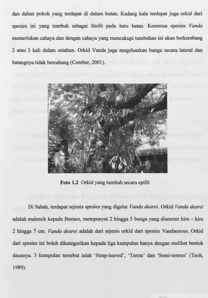 Foto 1.2  Orkid yang tumbuh secara epifit 