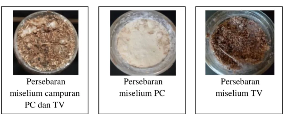 Gambar  2.  Perbandingan  Persebaran  Miselium  P.  chrysosporium,  T.  versicolor  dan  campuran  antara  P