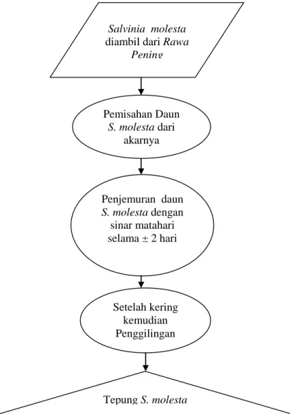 Ilustrasi 1. Diagram Alir Proses Pembuatan Tepung S. molesta Salvinia  molesta 