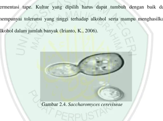 Gambar 2.4. Saccharomyces cereviseae